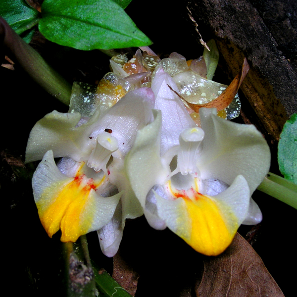 กระเจียวเหลี่ยม Curcuma rhomba J. Mood & K. Larsen<br/>ZINGIBERACEAE